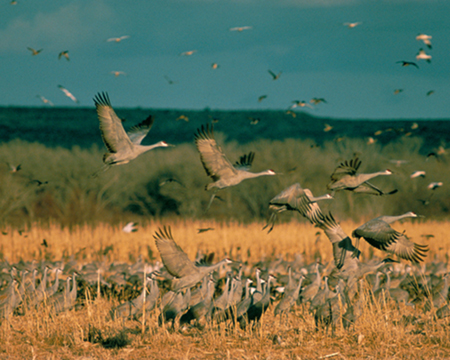 Cranes take advantage the habitat provided by the Platte River Project during their annual migration.