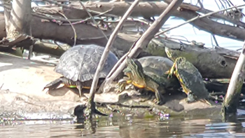 Three turtles have exited the water to sun themselves next to woody debris