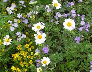 interactive image: Successful Restoration of Native San Joaquin Valley Upland Habitat Annuals at the Atwell Island Demonstration Project site; click for larger photo