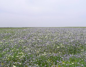 interactive image:  Atwell Island Demonstration Project site, spring, 2005; click for larger photo