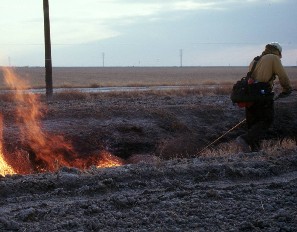 interactive image:  Fire is a tool used to assist restoration of upland habitat at Atwell Island; click for larger photo