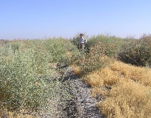 interactive image:  This is a two-year old hedgerow at Atwell Island. The upland habitat structure and plant composition restoration has had successful nesting of Loggerhead Shrikes and other species; click for larger photo