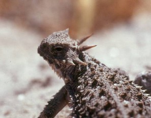 interactive image:  Horned lizard from healthy population at Atwell Island; click for larger photo