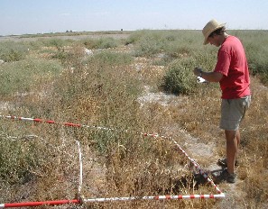 interactive image:  Revegetation of retired farmland is an integral part of the land retirement demonstration research; click for larger photo