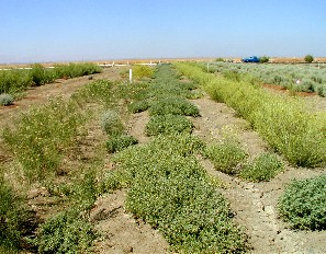 interactive image: Plant seed from native San Joaquin Valley upland habitat remnants was collected and propagated in the facility at Tranquillity; click for larger photo