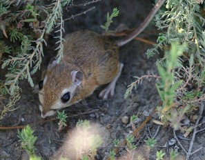 interactive image:  Knowing listed species habitat requirements can help in planning restoration work. Tipton Kangaroo Rat, a listed species, have moved into areas retired from agriculture at Atwell Island; click for larger photo