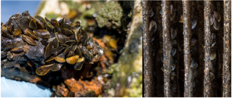 golden mussels clustered on a buoy