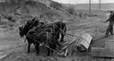 Preparing bed with mules for laying ties for the railroad spur from Coulee City to Grand Coulee Dam