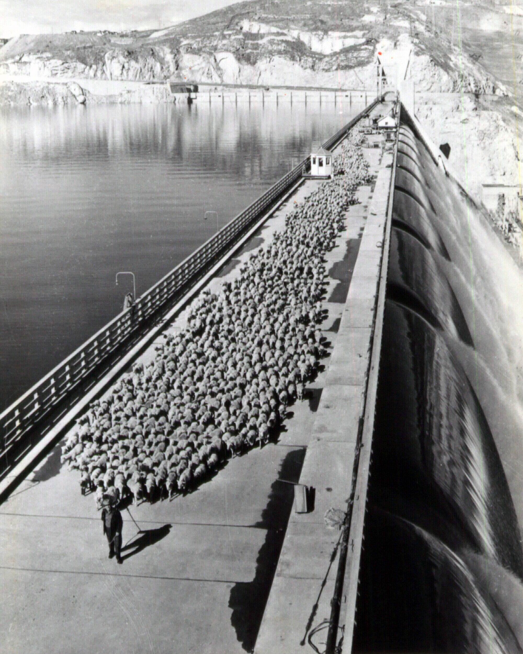 When a local shepherd took his flock across the dam, the image got a great deal of attention locally and nationally. It didn't mark a major milestone, but the image remained popular for many years.