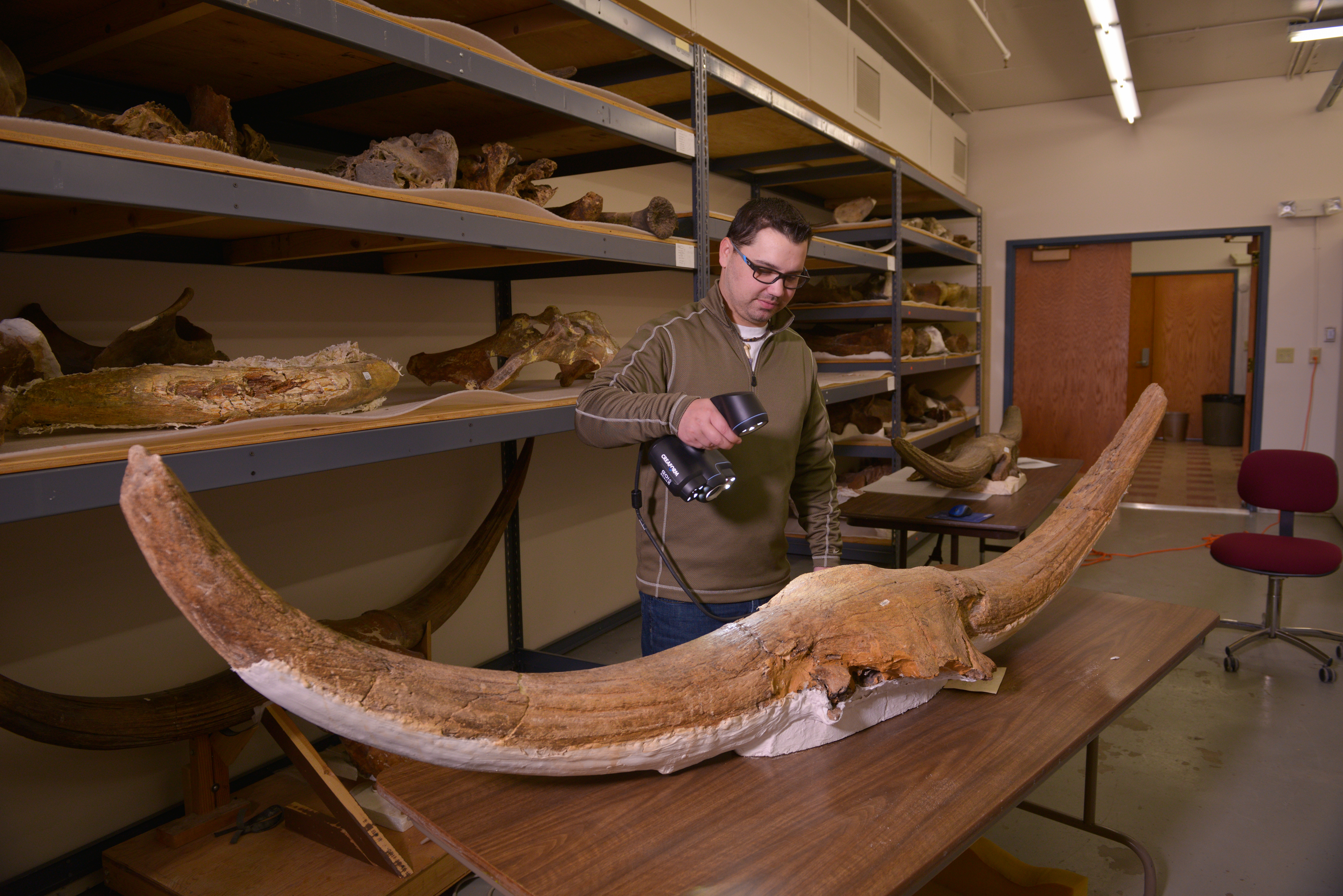 Reclamation's Bison latifrons collection is being 3-D scanned by the Idaho Virtualization Laboratory within the Idaho Museum of Natural History in Pocatello, ID.