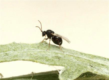 Russian knapweed stem gall wasp
