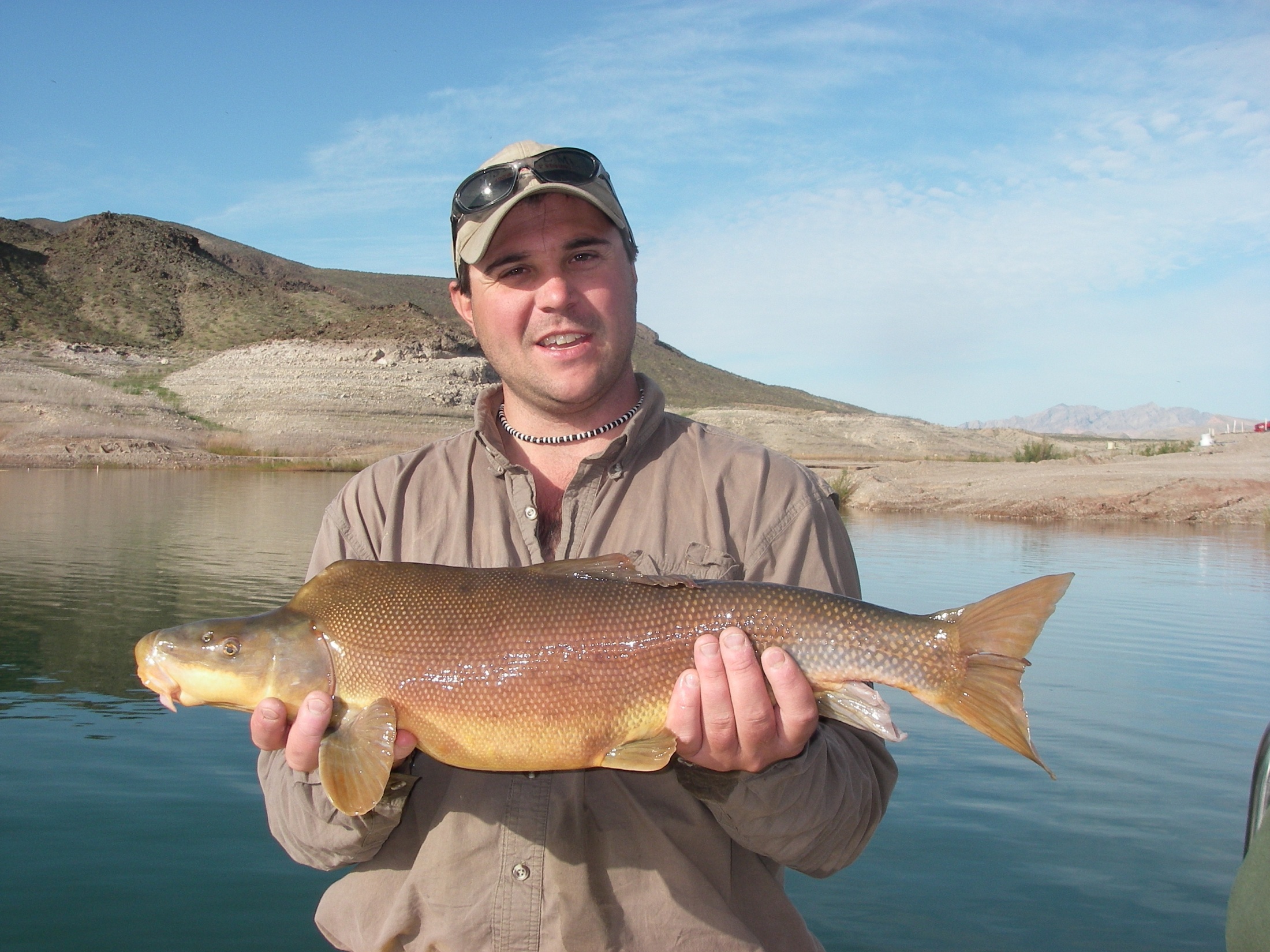 Ron Rogers biologist with Bio-West Inc., holds a large razorback sucker captured in Lake Mead near the Colorado River inflow area